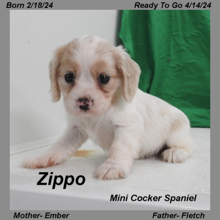 puppy, for, sale, Cockilear, Joe & Cherri  Overlease, dog, breeder, Miller, MO, dog-breeder, puppy-for-sale, forsale, nearby, find, puppyfind, locator, puppylocator, aca